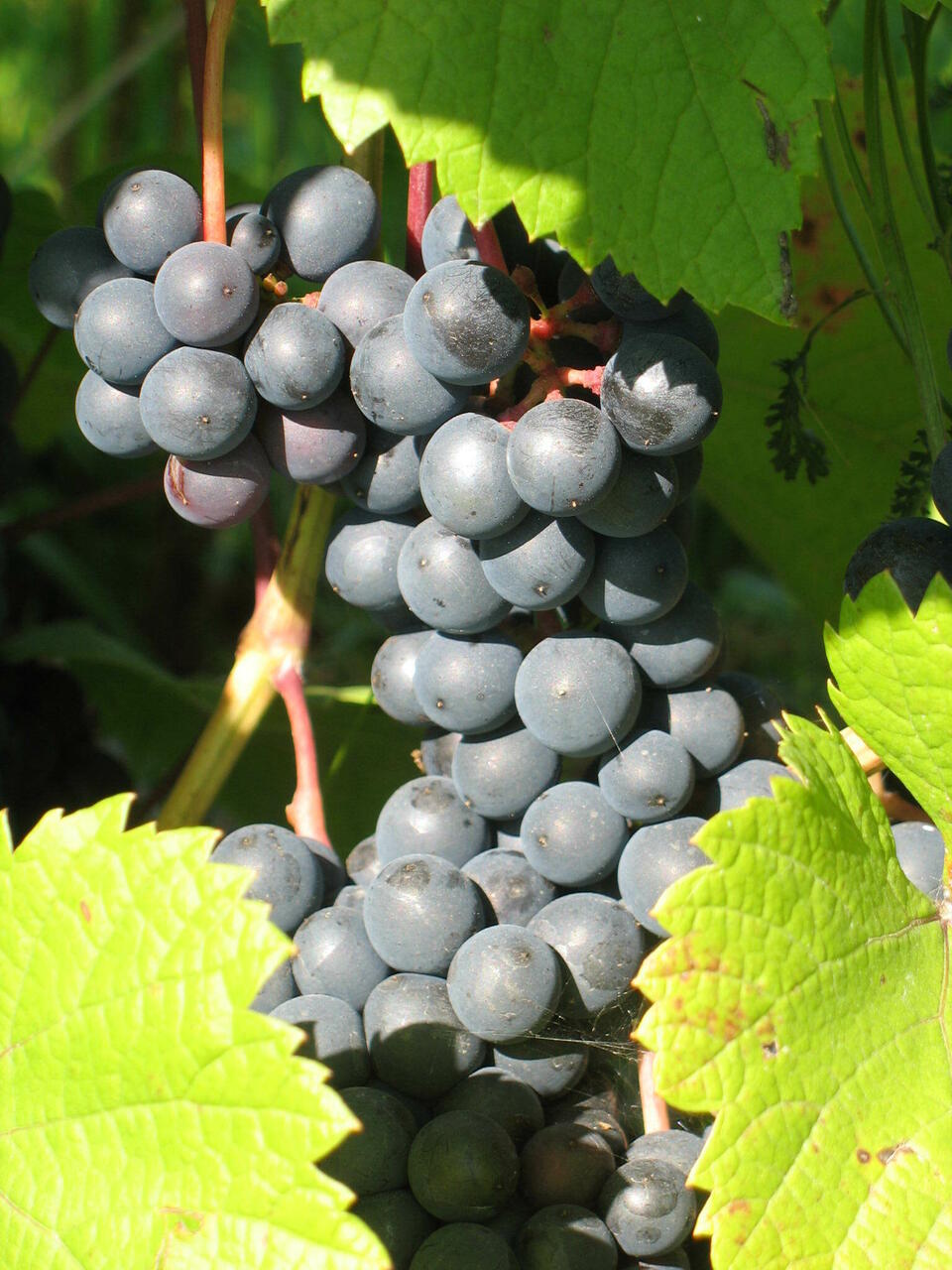Viinamarjakobar püüdmas sügisesi päikesekiiri Järiste Veinitalus.