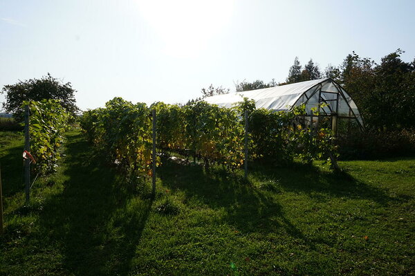 Järiste Veinitalu viinamarjaistandik sügiseses päikesesäras