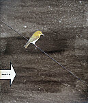 bird on a wire  (25x30cm)   £75