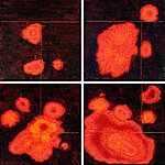 cell division   (mixed media, 4 canvasses @ 20x20cm each)   £350