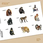 Sõnavarakaardid primaadid promo haapsalumontessorikeskus