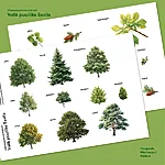 Sõnavarakaardid valikpuuliike promo haapsalumontessorikeskus3