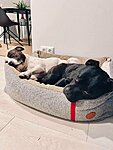 amstaff terjer