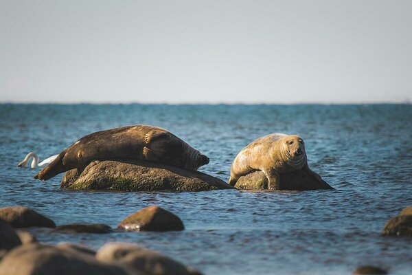 © Saaremaa Wildlife Safari