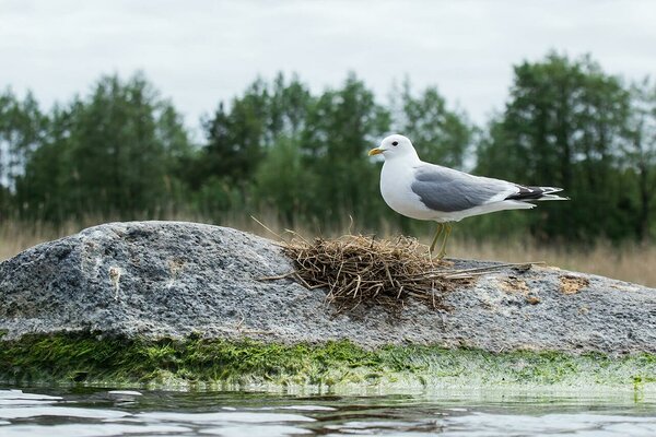 © Saaremaa Wildlife Safari
