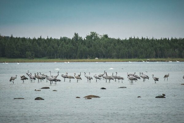 © Saaremaa Loodusretked