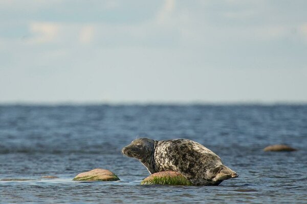 © Saaremaa Wildlife Safari