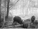 Mitu põrsast on pildil?
