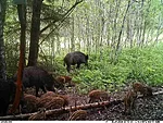 Mitu põrsast on pildil?