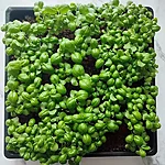 33-päevane basiilik lopsakates pärislehtedes.