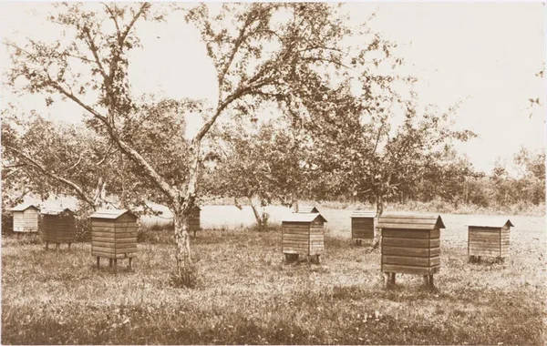 Kasttarud. Foto: J. ja P. Parikas, 1929, EVM kogud