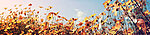260 x 60 cm