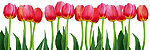 Ki 180 058 bed of tulips