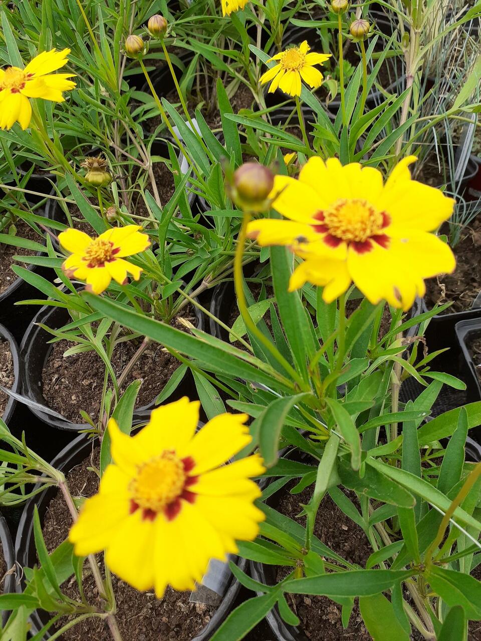 Coreopsis grandiflora 'Sunkiss' SUUREÕIELINE NEIUSILM kõrgus 35-40 cm,  päikesepaisteline, huumusrikas muld, parasniiske kasvukoht