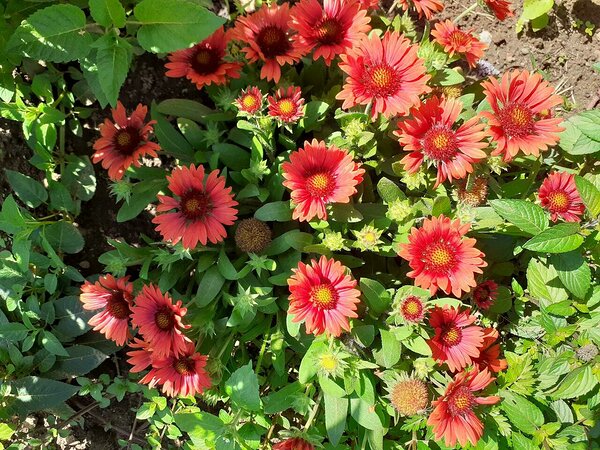 Galliardia grandiflora 'Arizona Red shades' MÕRSJALILL,  kõrgus 45cm,parasniiske pinnas, tahab talvekatet