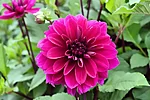 Dahlia hybr. Thomas A. Edison   Pilkupüüdvalt suured lillad topeltõied, kõrgus 90cm