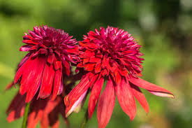 Echinacea purpurea 'Eccentric'  Siilkübar, imeline tugevalt punane sordirühm