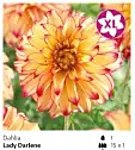 Dahlia hybr. Lady Darlene,Suureõieline sort. Õied kollased punaste otstega  kõrgus 75cm