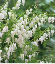 Dicentra *Alba* Murtudsüda, 75cm kõrge, õitseb aprillis-mais, poolvarjuline kasvukoht