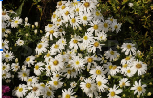 Madal aster 'Kristina' Aster dumosus 'Kristina' 30-40cm kõrge, õitseb VIII-X, Sobib kiviktaimlasse, püsilillepeenrasse. Soovib parasniisket pinnast, kuival suvel kasta