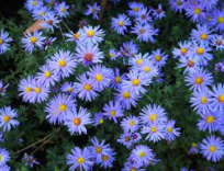 Madal aster 'Lady in blue' Aster dumosus Kasvukõrgus:25 cm Õitsemise aeg:VIII-X  Mullastiku suhtes leplik taim. Sobib kiviktaimlasse ja teistele kuivapoolse kuni parasniiske pinnasega istutusaladele. Vale kasvukoha korral tekib jahukaste.