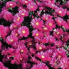 Aster novi-belgii 'Royal Ruby' ÕIEKAS ASTER  ⬆ 90cm, õitseb VII-X, tumeroosa kuni lillakaspunane, 3-4 aasta tagant puhmast jagada