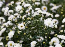 Aster novi-belgii- õiekas sügisaster ´White Ladies´ Kõrgus 120 cm, laius 80 cm. Valged täidisõied, õite vananedes paljastub suur kollane südamik. Õitseaeg VIII- öökülmadeni, Lehestik tumeroheline ning kergelt läikiv. Täispäikeseline kasvukoht, viljaks muld