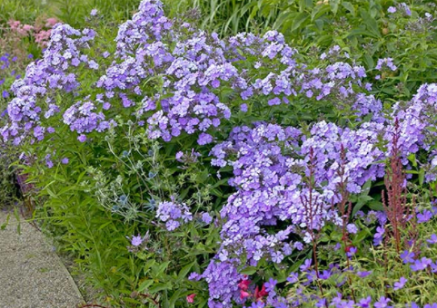 Aed-leeklill e. aedfloks ‘Blue Boy’   Phlox paniculata Kasvukuju: püstine kompaktne, puhmik. Kõrgus: 80-100cm. Õied: sinakas-lillad valge südamikuga, lõhnavad, juulist septembrini. Kasvukoht: päikeseline, viljakas parasniiske, tuultele avatud.