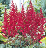 Astilbe 'Burgundy red' kõrgus 40-60 cm, õitseb juuli-august, poolvarjuline kasvukoht