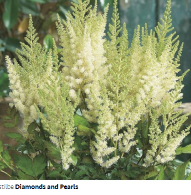 Astilbe chinersis ' Diamonds and pearls' Hiina astilbe , õitseb augustis, kõrgus 70cm