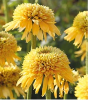 Echinacea purpurea 'Eccentric Yellow'  siilkübar, kõrgus 50cm, päikesepaisteline kasvukoht, alustab õitsemist juulis ja õitseb külmadeni välja