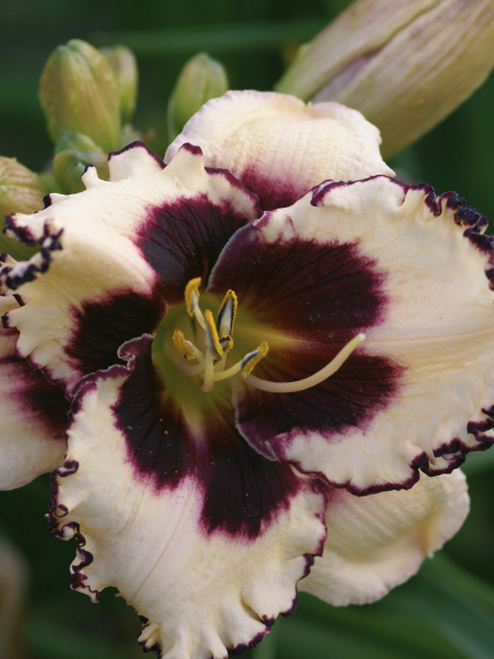 Hemerocallis 'Sabine Baur' Aed- päevaliilia, kõrgus 65-75cm, õitseb VI-VIII , on korduvõitseja, alustab õitsemist varem , 