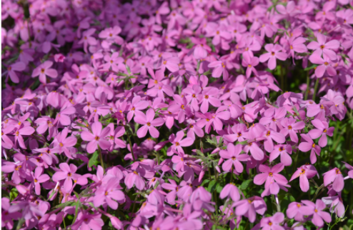 Phlox stolonifera – roomav leeklill ´Home Fires Kõrgus 15-25 cm. Roosad õied mai-juuni. Taim katab maapinna leherosettidest välja kasvavate võsundite abil, mis juurduvad sõlmekohtades igal kokkupuutel pinnasega. Võsundialvituvad lehed muutuvad sügiskülmade saabudes punakamaks, kasvab kõige paremini poolvarjus ja sobib ka pinnakattetaimeks. Igihaljas taim talveks katta kuuseokstega.