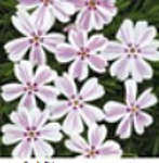 Phlox subulata 'Candy Stripes' Nõeljalehine leeklill,kiviktaimlasse või ka tava peenrasse, madal pinnakatte taim 10cm, õitseb IV-VI