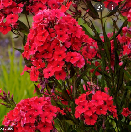 Phlox paniculata ‘RED RIDING HOOD’ Aed-leeklill , ↑ 50-60cm, õ VII-VIII, Säravpunaste lõhnavate õitega,  Eelistab viljakat, sügavapõhjalist, veidi happelist pinnast ja avatud tuulisemat kasvukohta.