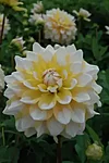 Dahlia hybr. Seattle . Suured, ca 15 cm läbimõõduga kollased õied valgete tippudega, kõrgus 90cm