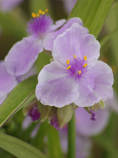 Tradescantia hybride 'Pink chabalis' kõrgus 45cm, õitseb juunist kuni öö külmadeni, kasvutsoon 3-9, päikesepaisteline kuni pool varjuline kasvukoht