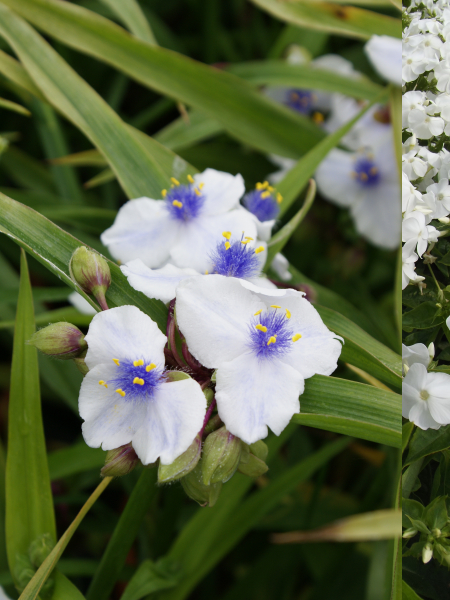 Tradescantia hybride 'Osprey' moodustab ilusa kaardus lehtedega põõsa , kõrgusega 60cm, õitseb juunist pea öö külmadeni