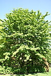 Acer davidii ssp. grosserii