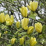Daphne magnolia