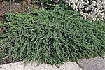 Green mantle juniperus