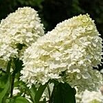 Prim white hydrangea
