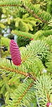 Red snake picea