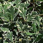 Variegata quercus