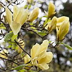 Yellow lantern magnolia