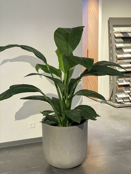 Spathiphyllum Sensation