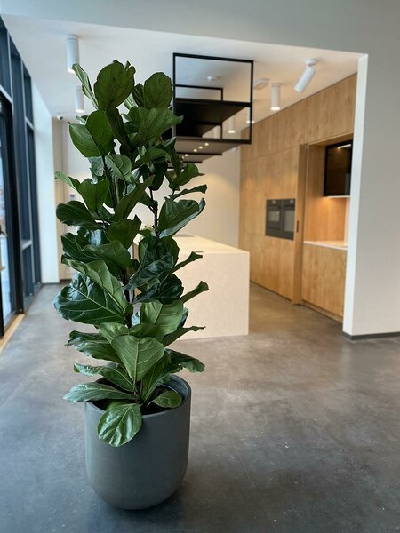 Ficus lyrata