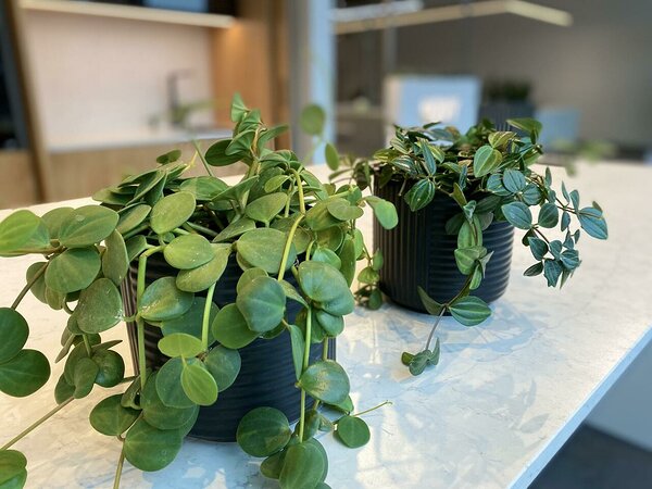 Peperomia Hope