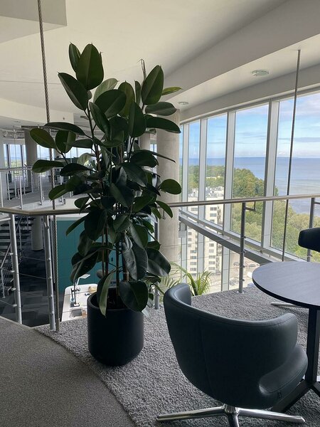 Ficus elatica