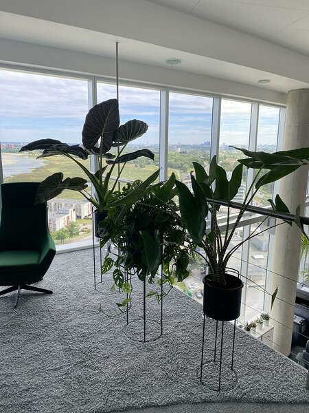 Alocasia zebrina/ regal shield